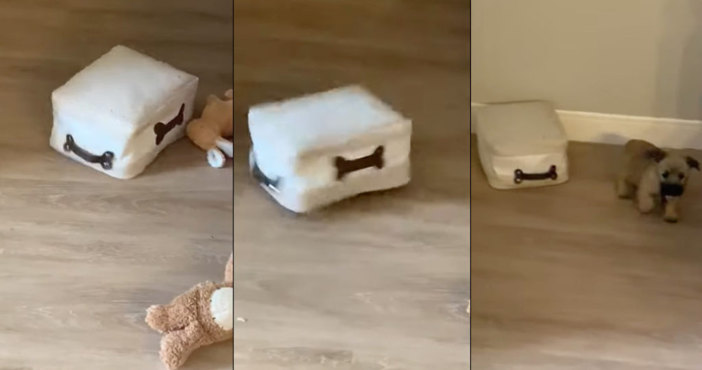 Puppy Runs In Circles After Getting Stuck Under Toy Bin
