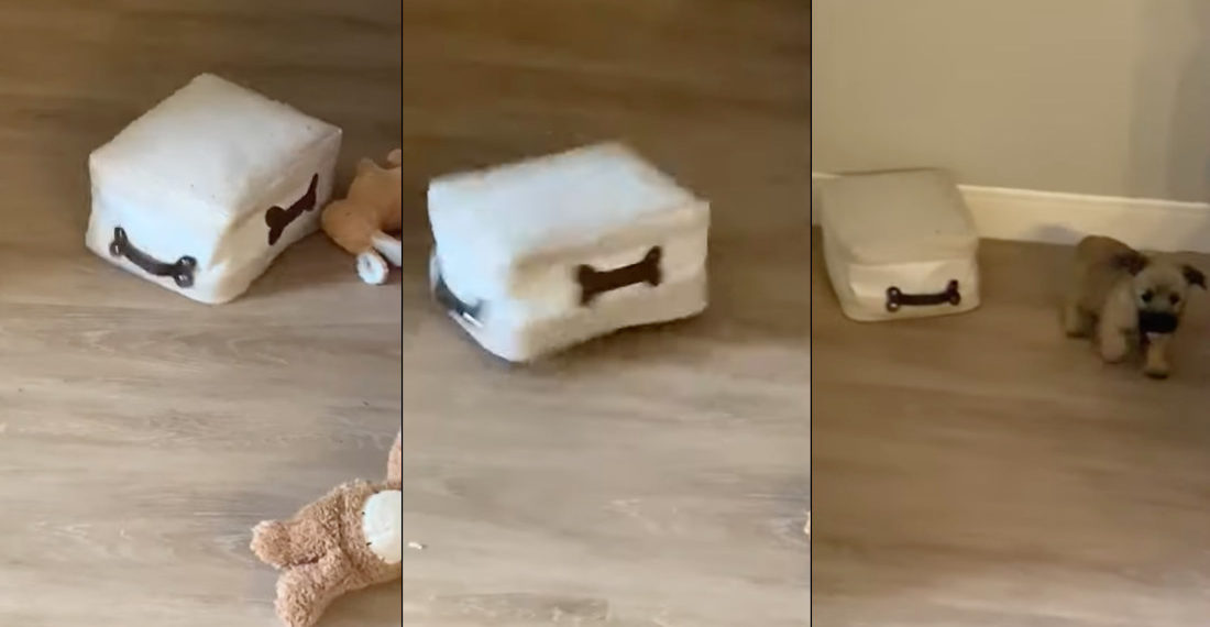 Puppy Runs In Circles After Getting Stuck Under Toy Bin
