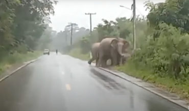 Elephant Stops To Say Thank You After Motorist Lets Herd Cross Road