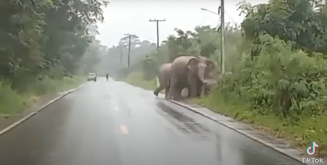 Elephant Stops To Say Thank You After Motorist Lets Herd Cross Road