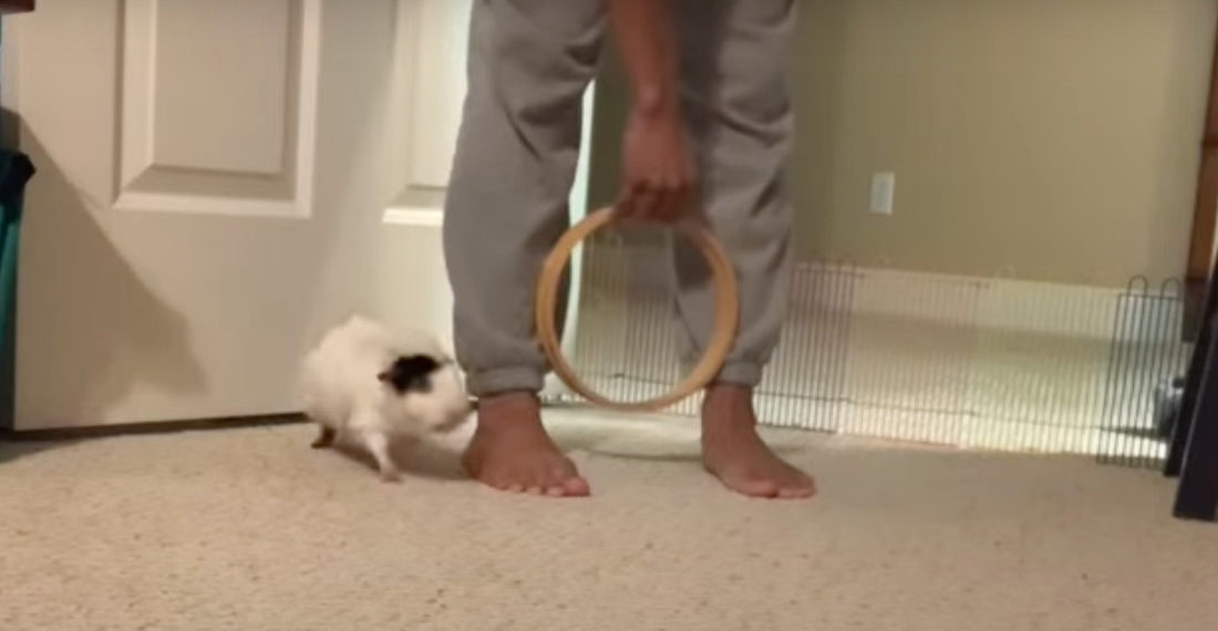 Guinea Pig Performs 19 Tricks In One Minute