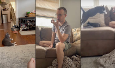 Cat Responds To Human-To-Cat Translation App