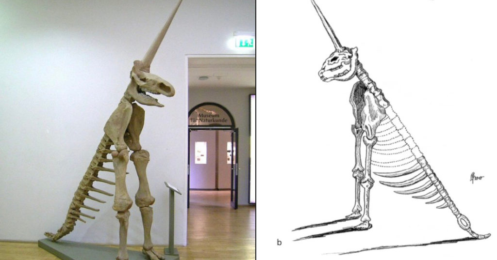 The 'Magdeburg Unicorn',  One Of The Worst Fossil Reconstructions In Human History