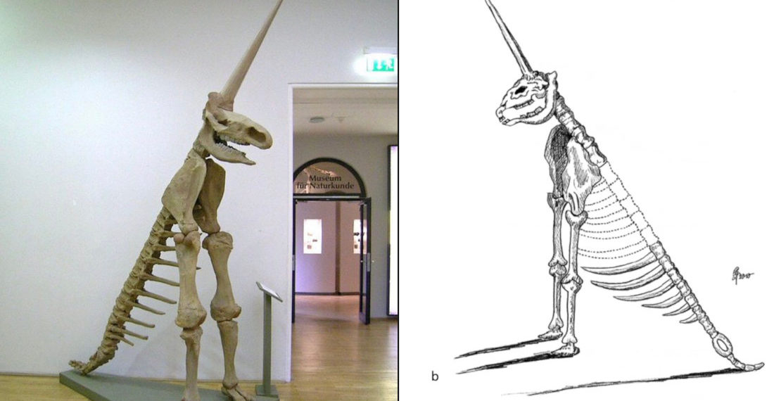 The ‘Magdeburg Unicorn’,  One Of The Worst Fossil Reconstructions In Human History