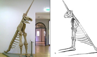 The ‘Magdeburg Unicorn’,  One Of The Worst Fossil Reconstructions In Human History