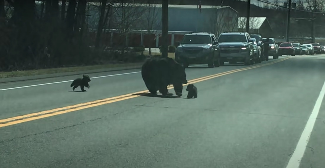 Mama Bear Struggles To Get Unruly Cubs Across Street