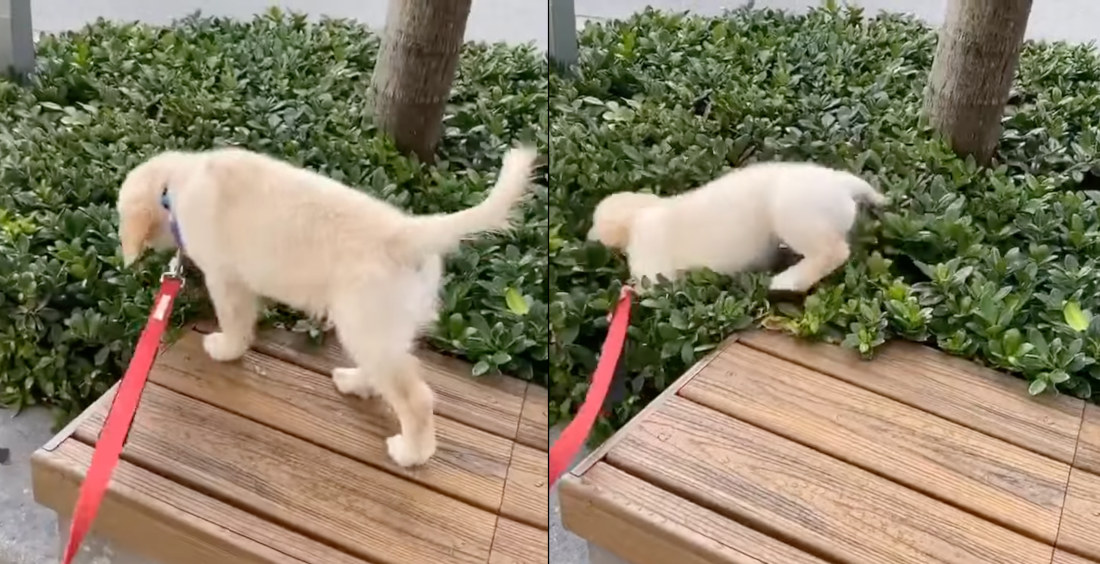 Puppy Tries To Walk On Top Of Bush