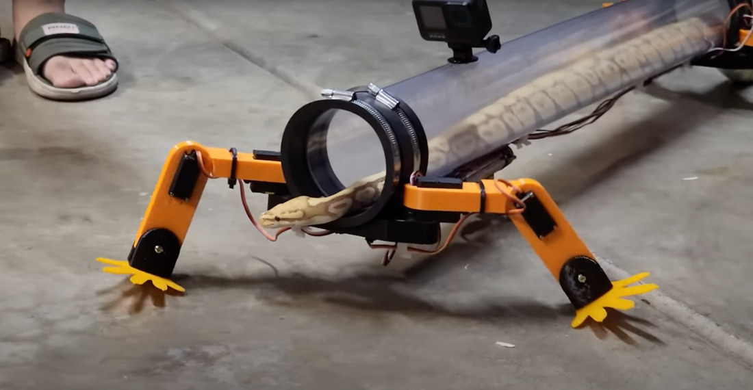 Man Builds Robotic Legs For Snake To Take It For A Walk