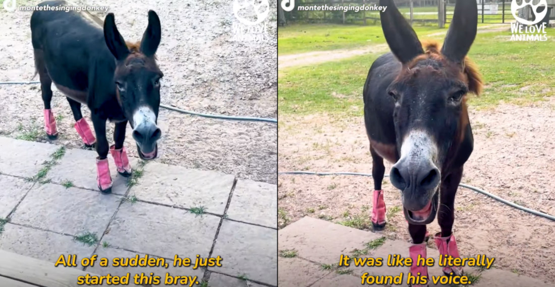 28-Year Old Rescue Donkey Serenades Rescuer With His Sweet Song