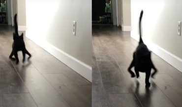 Spider-Cat: Rescue Cat With Wonky Back Legs Walks Like A Spider