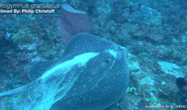 The Rarely Heard Sounds Of Stingrays