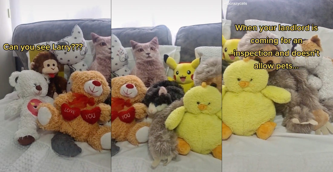 Spot The Cat Hiding In Pile Of Stuffed Animals
