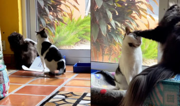 Oh, Internet: Cats Edited To Dance To ‘Smooth Criminal’
