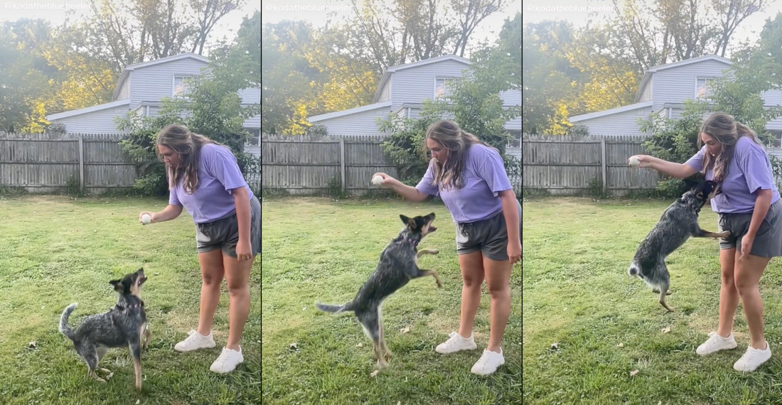Woopsie: Dog Jumping For Ball Gets Breast Instead
