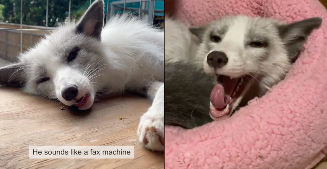 Rescue Fox Sounds Like A Fax Machine