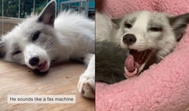 Rescue Fox Sounds Like A Fax Machine