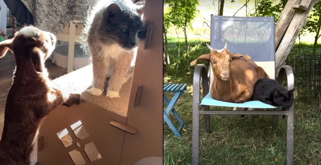 I'm One Of You: Baby Goat Grows Up Thinking Its A Cat
