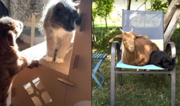 I’m One Of You: Baby Goat Grows Up Thinking Its A Cat