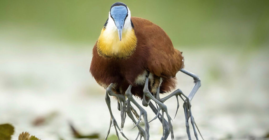 Jacana Bird Rescues Babies From Crocodile By Becoming Freaky Multi-Legged Beast