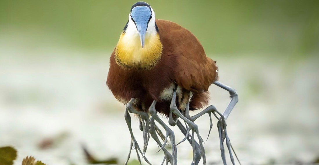 Jacana Bird Rescues Babies From Crocodile By Becoming Freaky Multi-Legged Beast