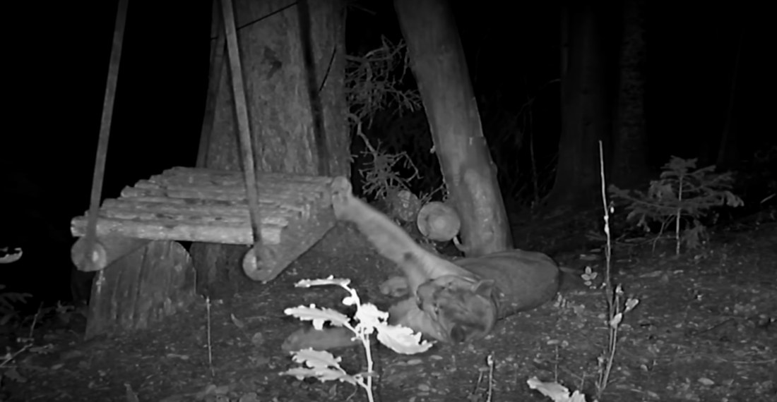 Trail Cam Captures Mountain Lion Playing With Log Swing