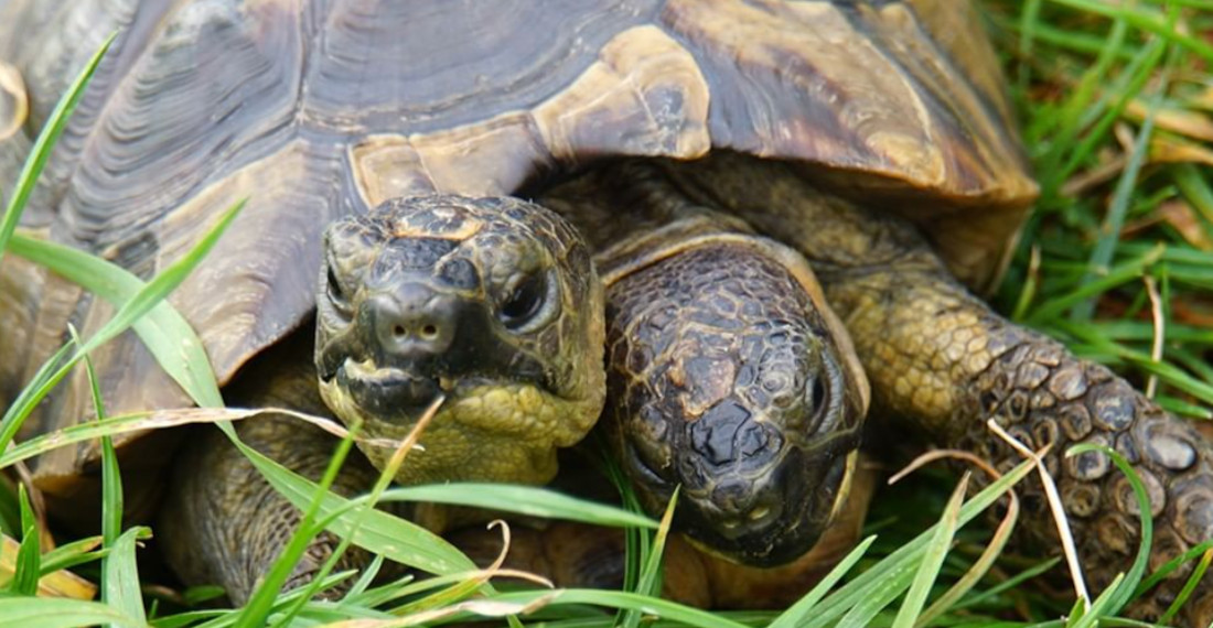 World’s Oldest Two-Headed Tortoise Celebrates 25th Birthday