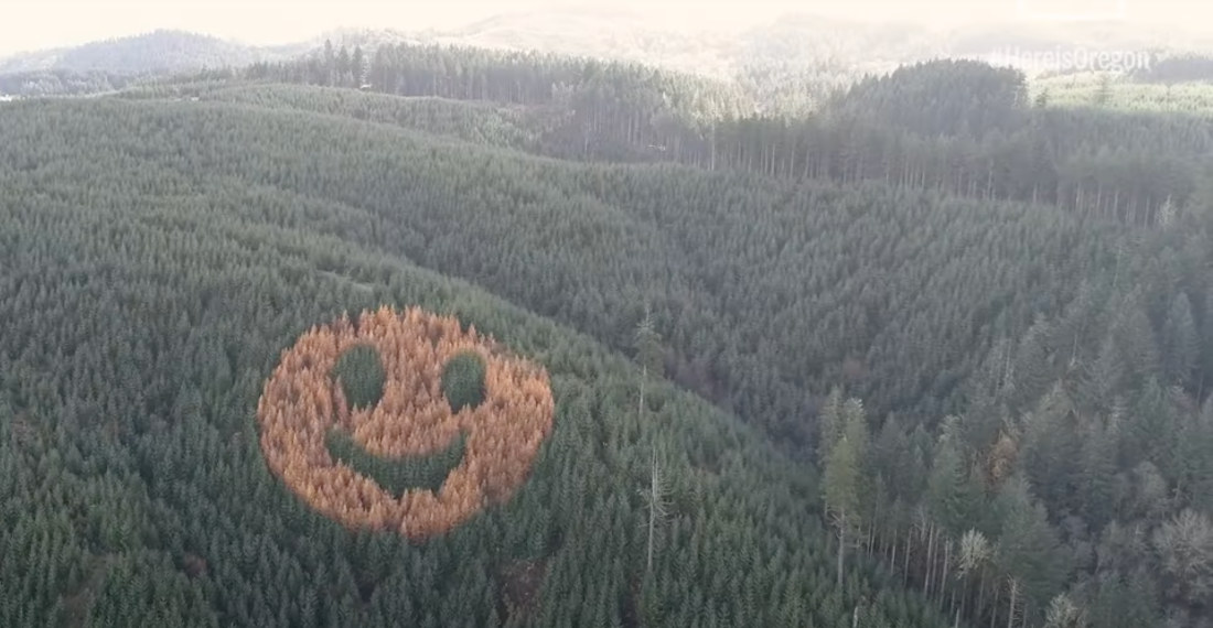 Giant Smiley Face Appears When Trees Change Color In The Fall