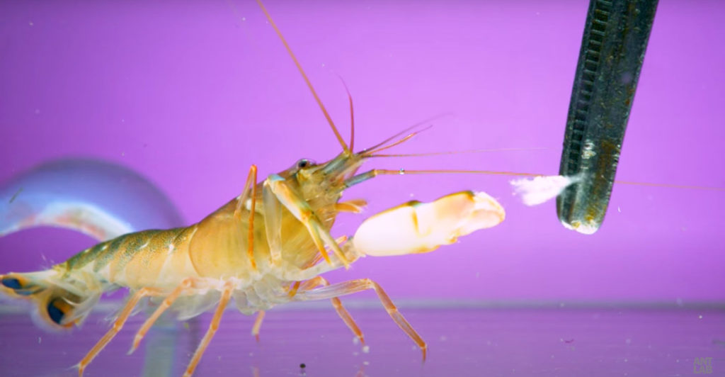 That's Still Fast!: Snapping Shrimp Filmed At 11,000 FPS