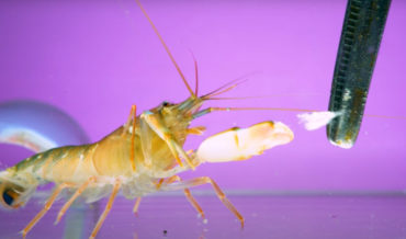 That’s Still Fast!: Snapping Shrimp Filmed At 11,000 FPS