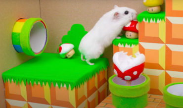 Incredible Super Mario Themed Hamster Maze