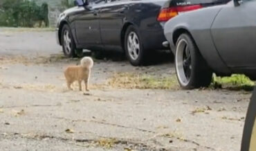 Stray Cat With Fishbowl Stuck On Head Is Caught, Named Buzz Lightyear