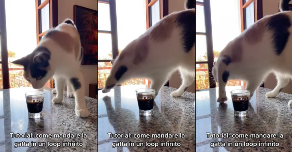 Cat Smells Cup Of Coffee, Tries To Bury Like A Turd
