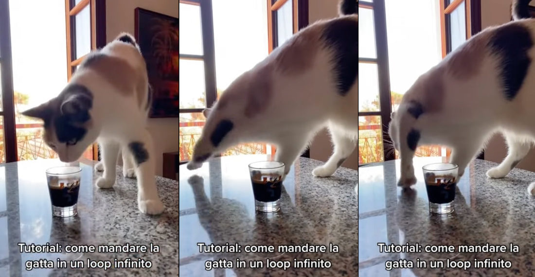 Cat Smells Cup Of Coffee, Tries To Bury Like A Turd