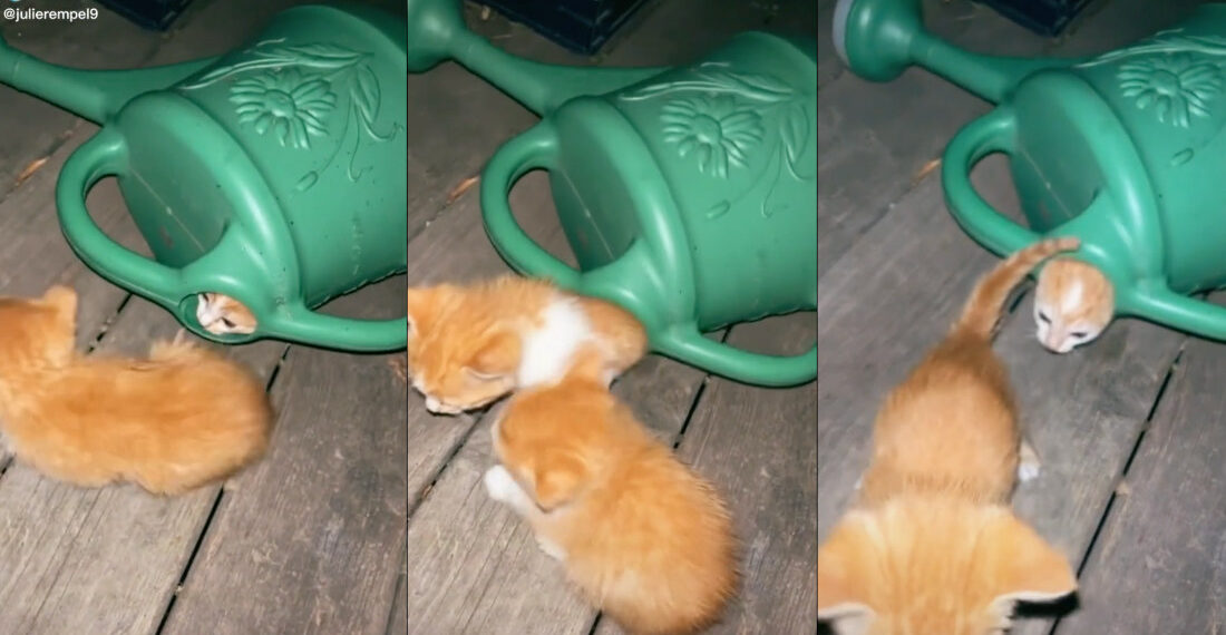 Six Tiny Kittens Crawl Out Of Watering Can