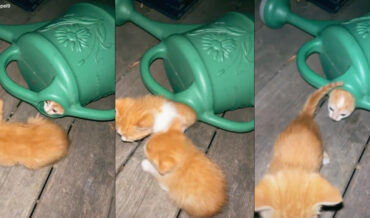 Six Tiny Kittens Crawl Out Of Watering Can