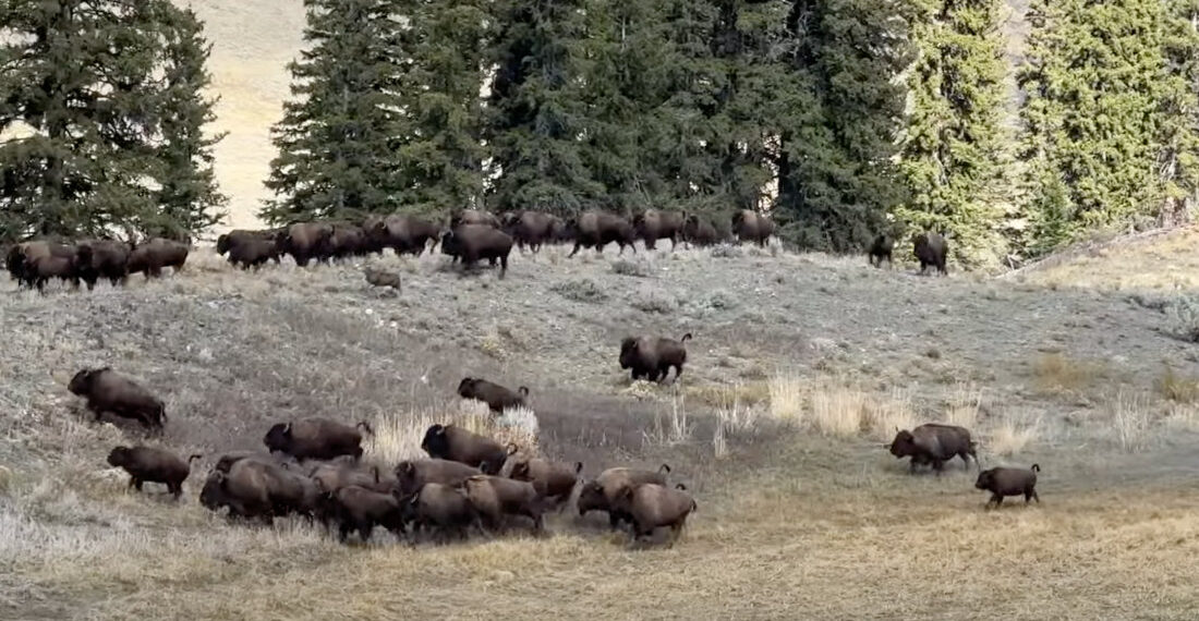 Deer Runs Into Bison Herd To Avoid Coyote