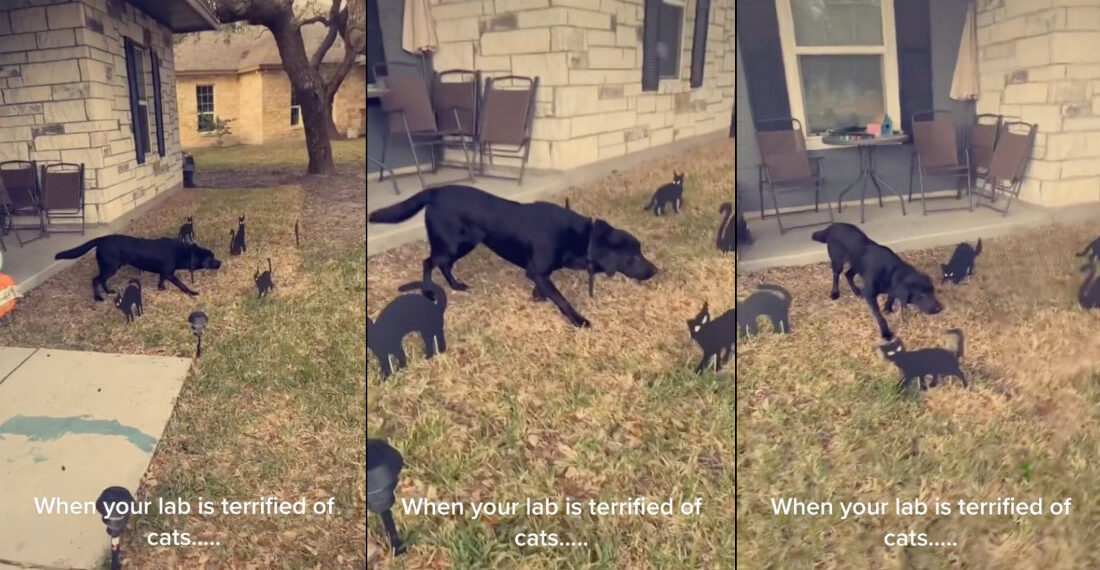 Dog Freezes Perfectly Still In Middle Of Cat Halloween Decorations