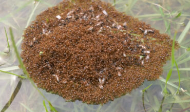 Fire Ants Building A Raft Of Themselves And Eggs To Survive Flood