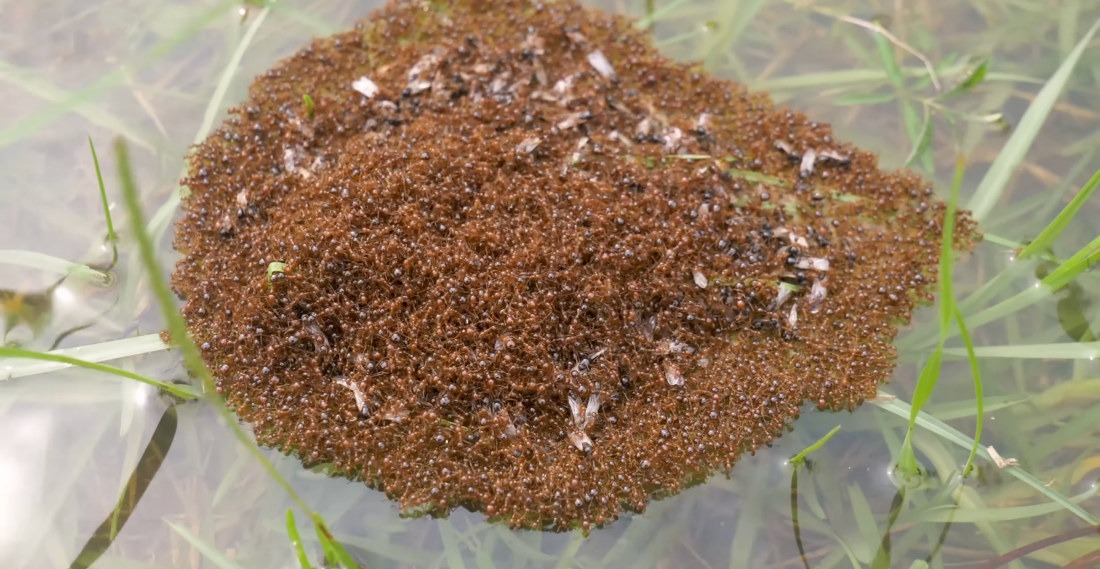 Fire Ants Building A Raft Of Themselves And Eggs To Survive Flood