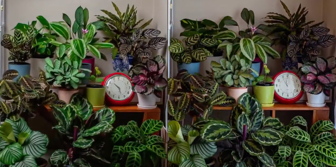 Timelapse Of Plants Moving Over 24 Hours