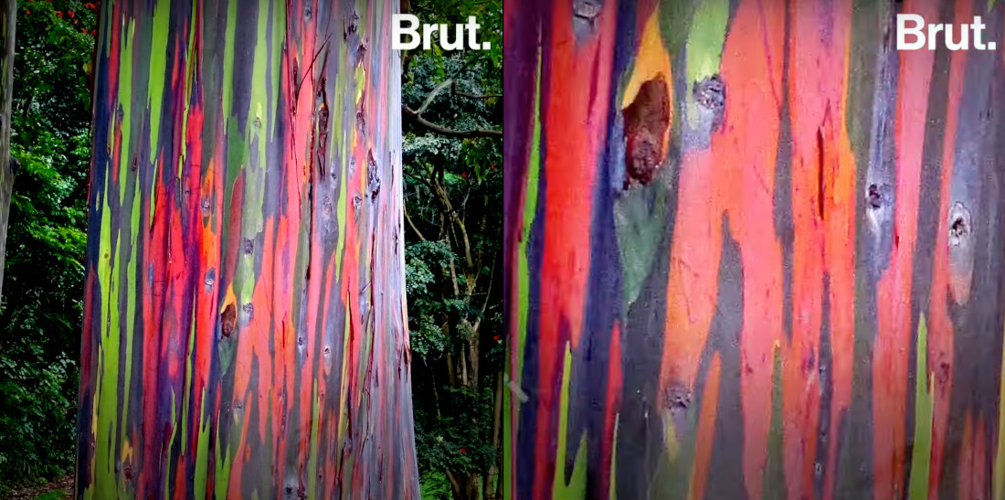The Stunning Multi-Colored Bark Of Rainbow Eucalyptus Trees