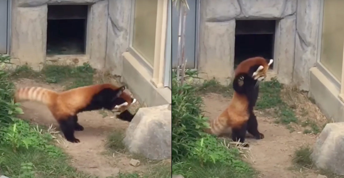 Red Panda Scared By Rock Attempts To Intimidate It By Acting Bigger