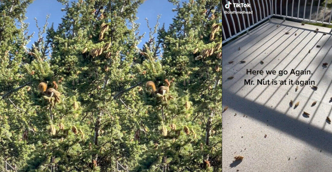 Squirrel Throwing Pinecones Down To Backyard Deck