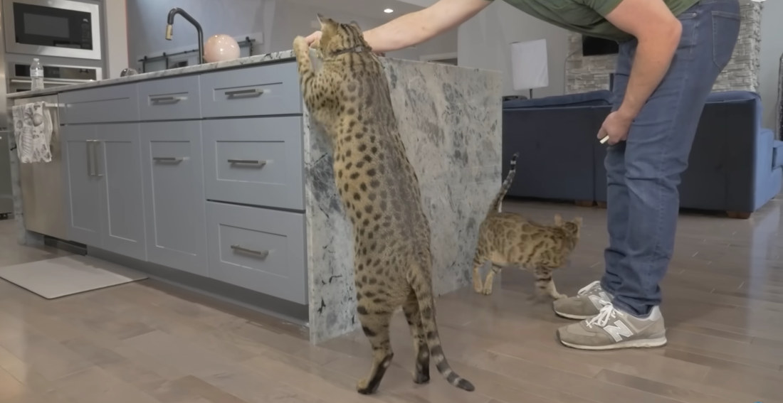 World Record Holder For Tallest Domestic Cat
