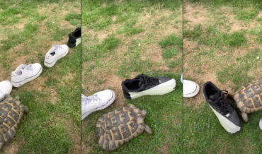 Tortoise Identifies, Only Headbutts Black Shoe: The Foot Clan!