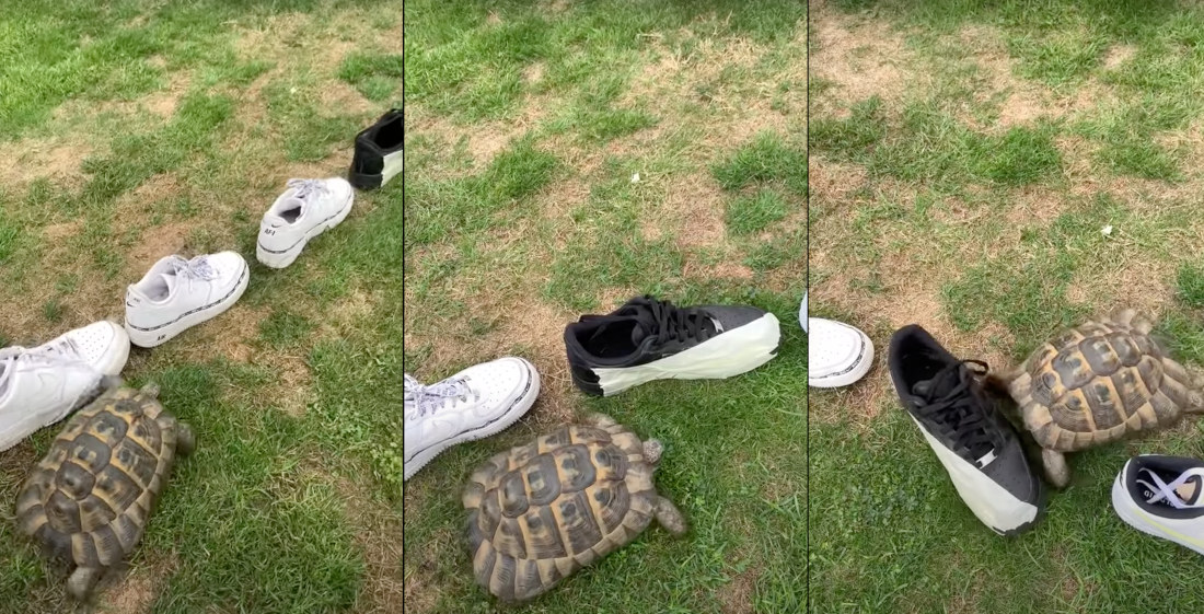 Tortoise Identifies, Only Headbutts Black Shoe: The Foot Clan!