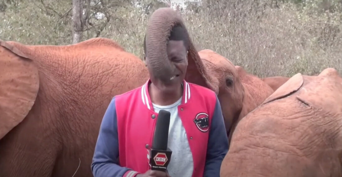 Precious Baby Elephant Interrupts News Report With Her Trunk