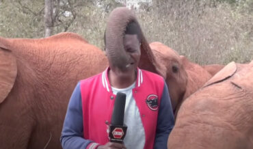 Precious Baby Elephant Interrupts News Report With Her Trunk