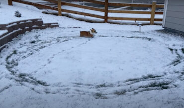 Corgi Runs Circles In Snow After Moving From California