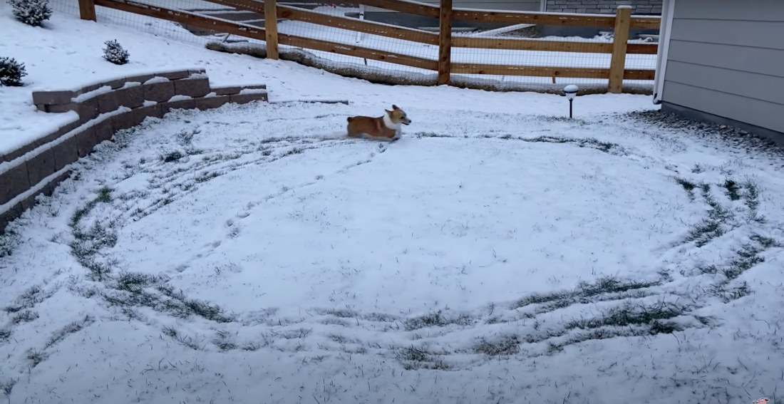Corgi Runs Circles In Snow After Moving From California